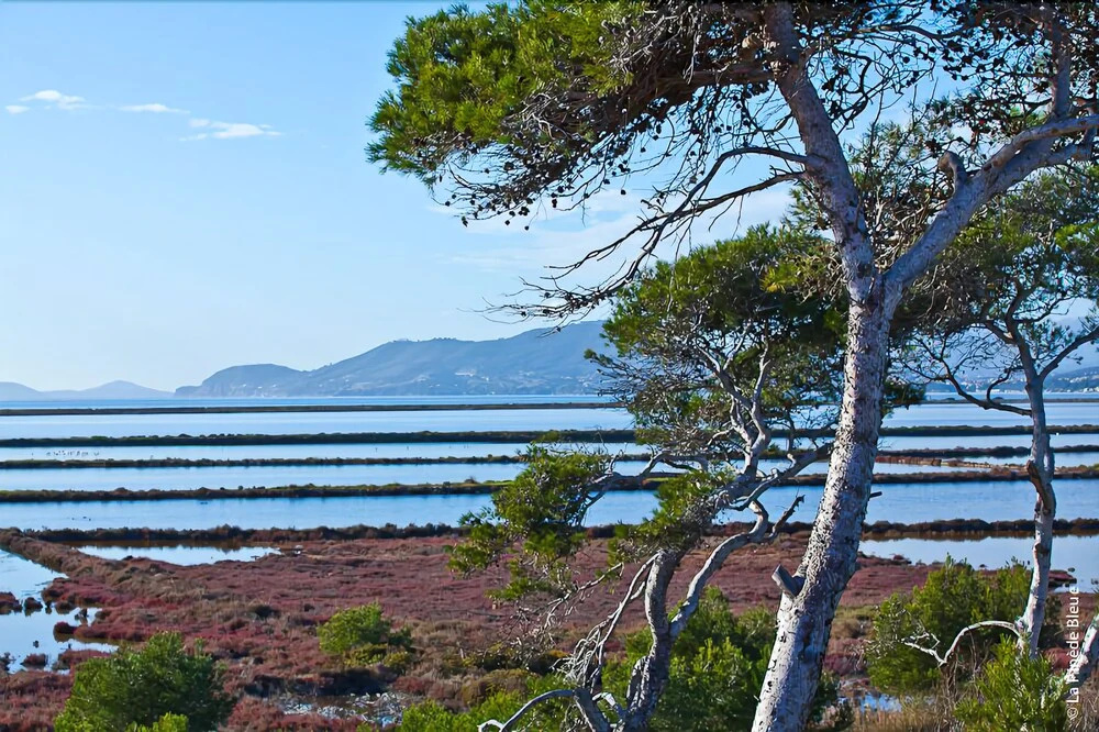 Residence Hoteliere La Pinede Bleue