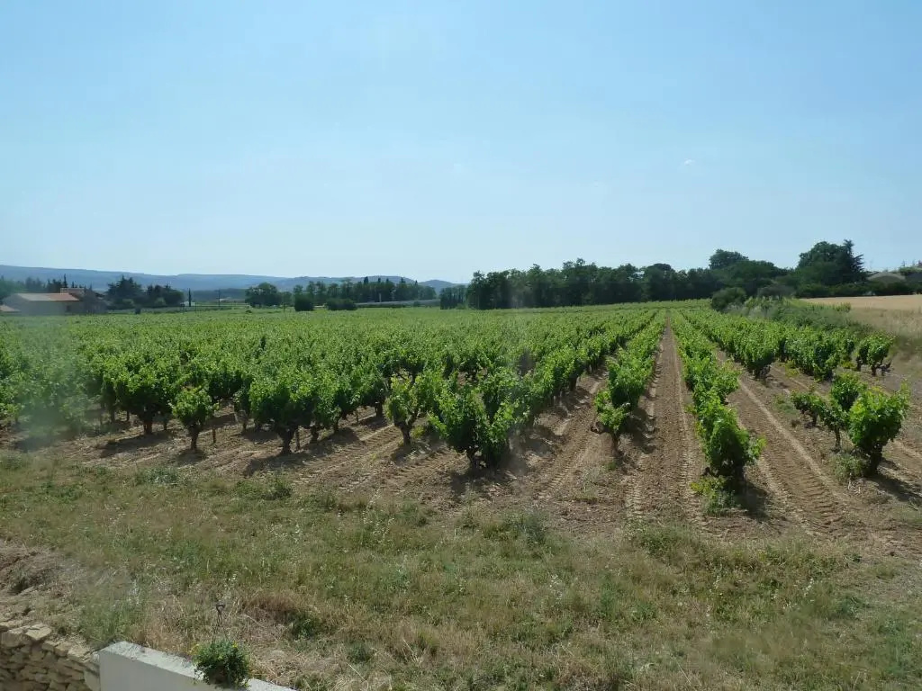 La Vigne