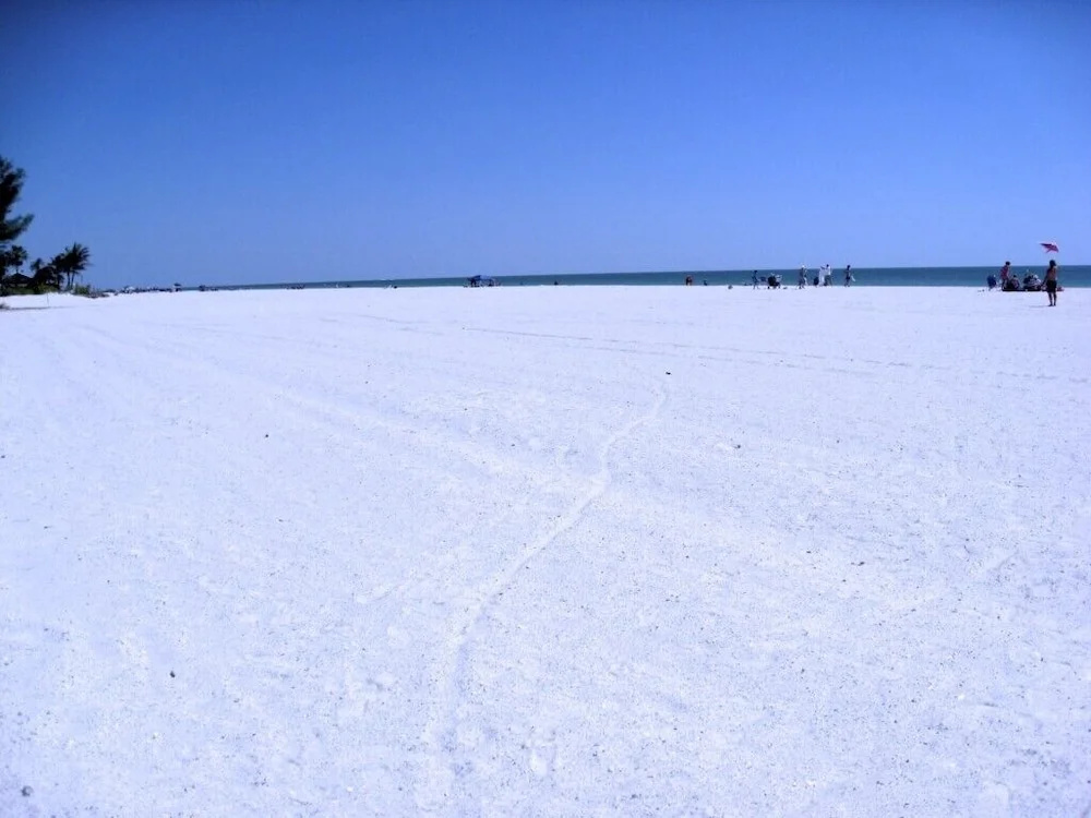 Beach Palms 6B by Anna Maria
