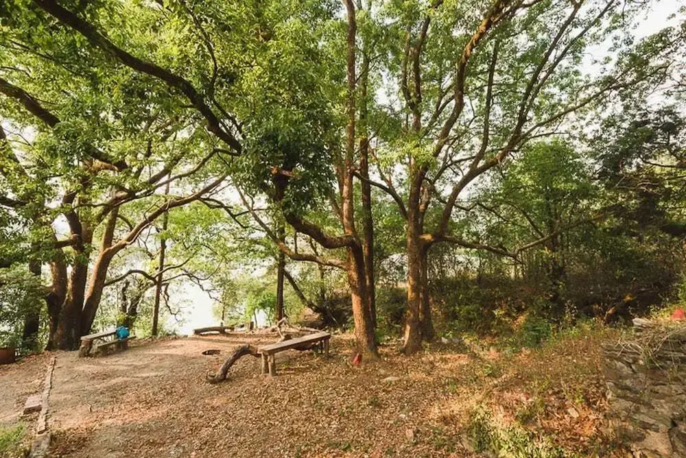 The Camphor Tree - Pura Stays