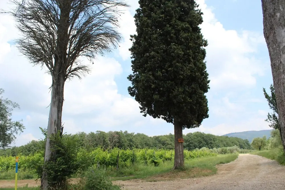 La Cascianella
