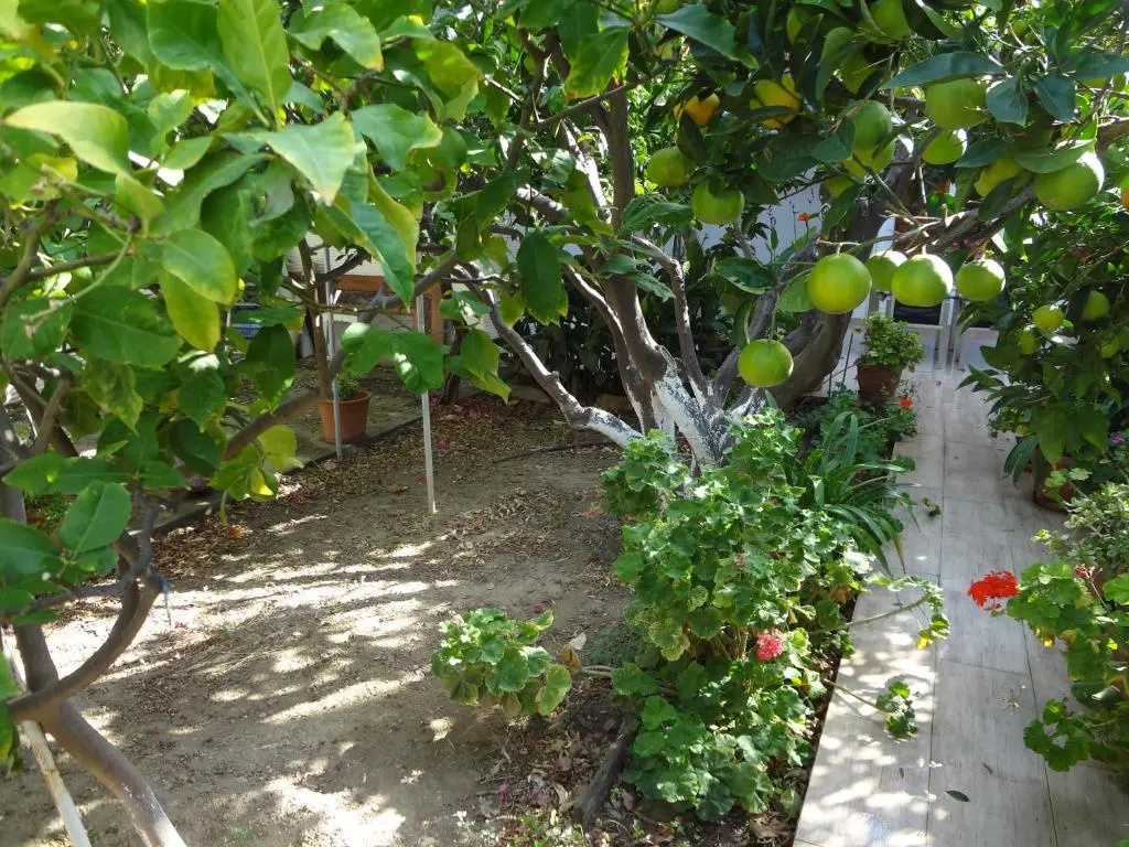 Cozy Citrus Garden House by the Seaside.