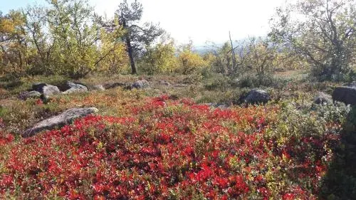 Ranta Äärelä