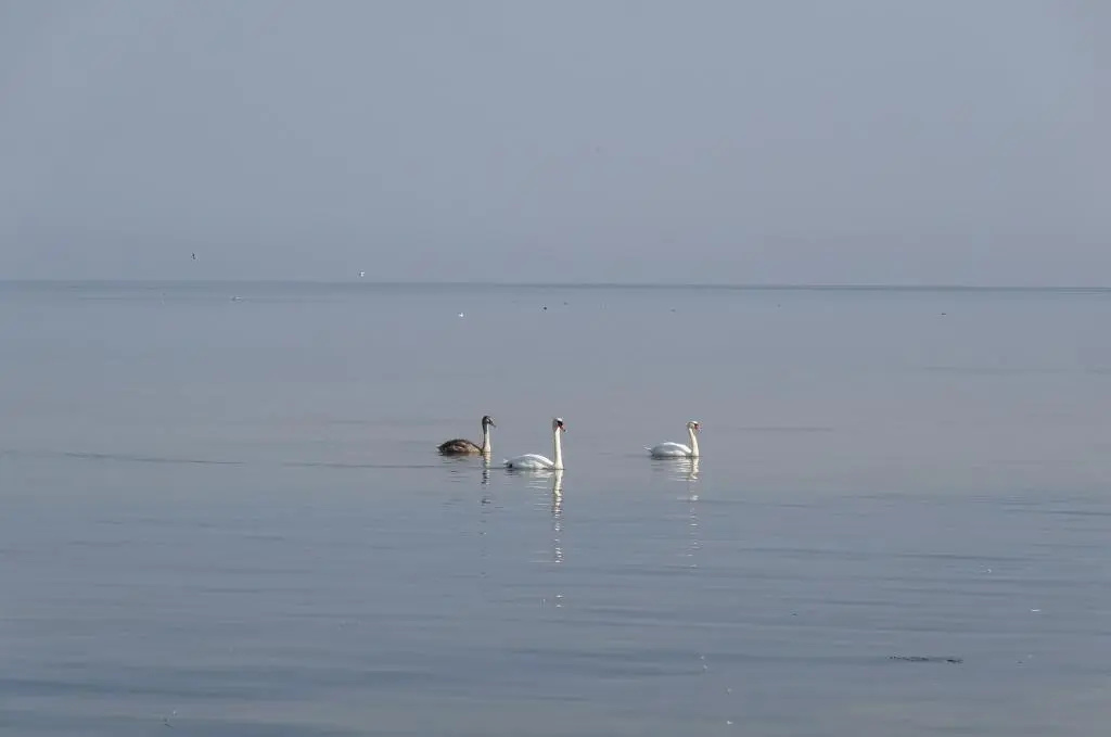 Квартира Лофт у Моря в Пионерском