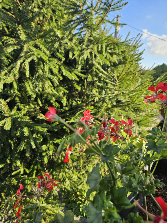 Miniotelik Guest house