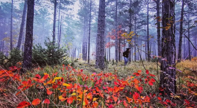 B&B Aquilegia, Rezervasyon Bed and Breakfast Acqualagna Marche