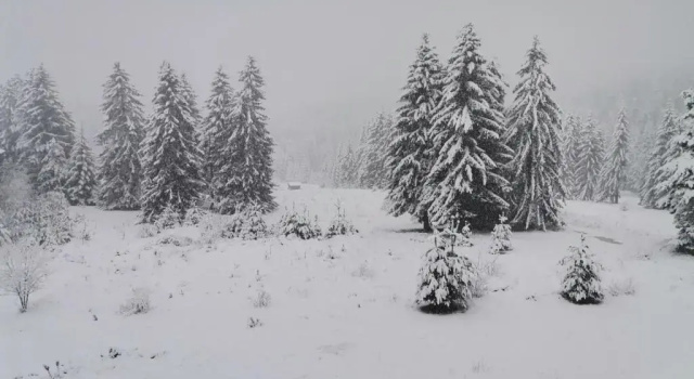 Апартаменты Forest Home 524