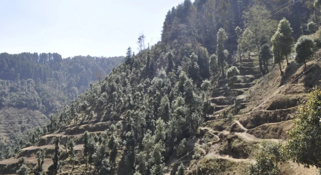 Номер Deluxe Hotel Garden Cottage & Resort Dhanaulti