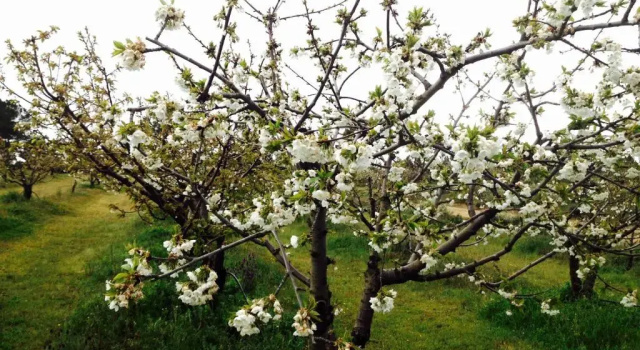 Коттедж Solar da Roseira