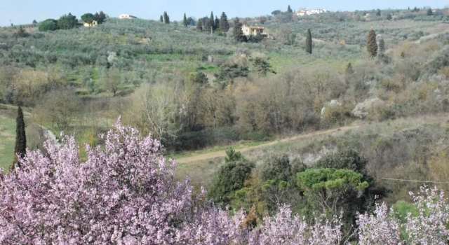 Gli Oleandri di Belfiore