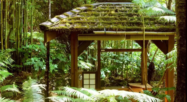Номер Standard Volcano Rainforest Retreat