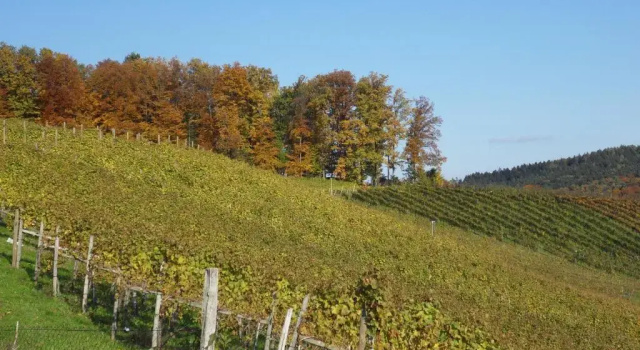 Коттедж Winzer Suite - Weingut Dietl