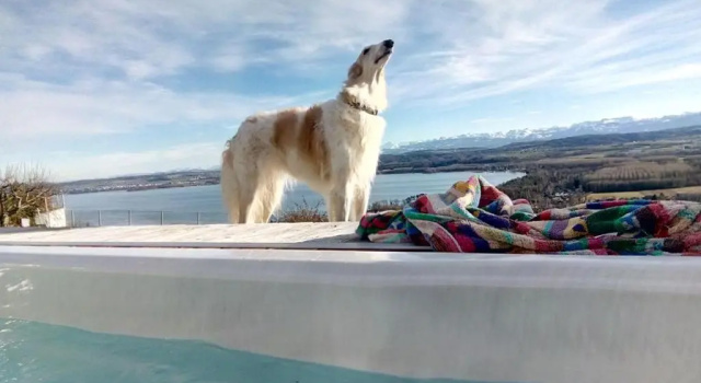 Апартаменты Swiss Borzoi House
