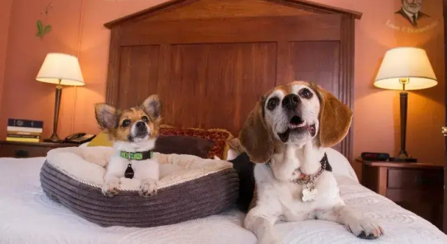 Номер Standard McMenamins Grand Lodge