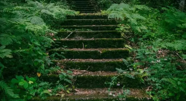 Nunisi Forest Hotel & SPA, Забронировать Курортный отель Курортные отели Самцхе-Джавахети, Курортный отель