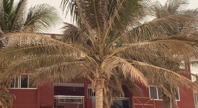 Ngor House