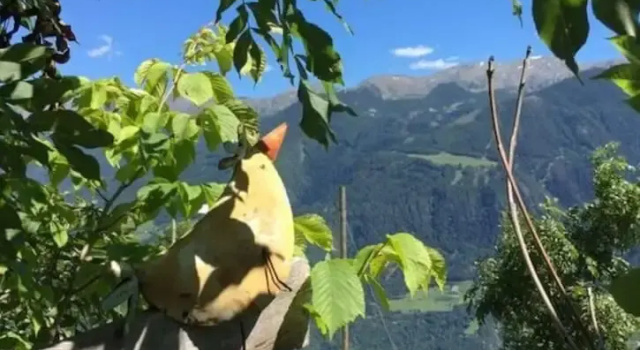 The Koflhittl Comfortable Holiday Residence, Забронировать Дом для отпуска Коттеджи Vinschgau, Коттедж