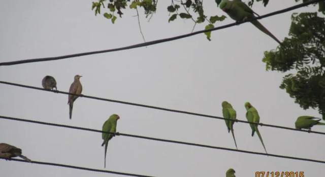 Sanderling Silent Beach Cabanas, Rezervați Hotel Tangalle Hambantota District