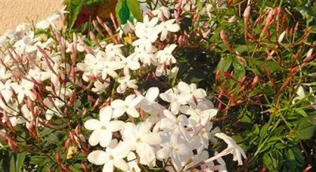 Serenesse - Bed & Breakfast, Забронировать Отель Больяско Итальянская Ривьера