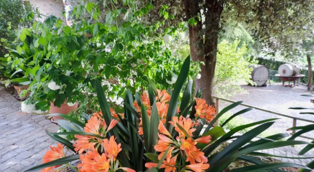 Апартаменты Agriturismo CaseGraziani