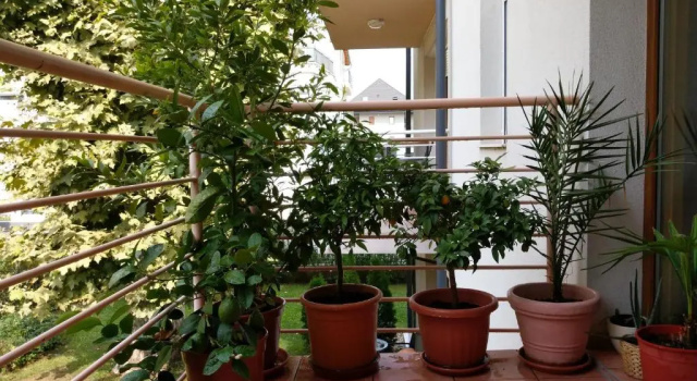 Mandarin Wellness Apartman, Забронировать Апартаменты/квартира СПА-отели Шиофок, SPA-услуги