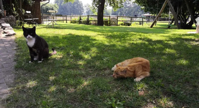 Коттедж Comfort с видом на сад Ferienhof Trapp