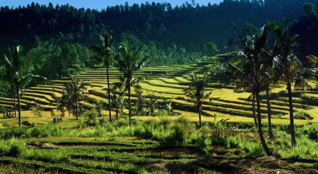 Lafyu Bali, Забронировать Отель Сингараджа Булеленг