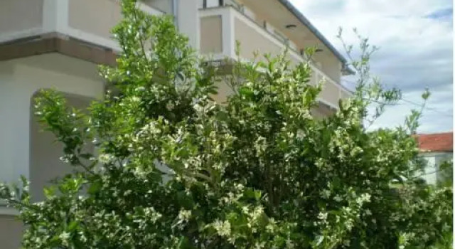 Apartments Villa Jagoda, Забронировать Апартаменты/квартира Раб остров Раб