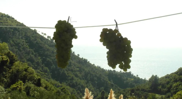 Четырёхместный номер Standard Agriturismo Costa di Campo