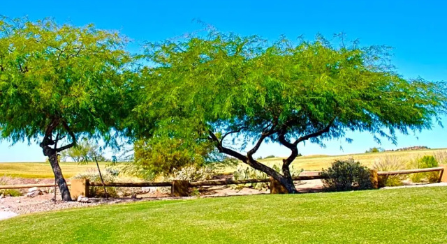 Двухместный номер Standard Gold Canyon Golf Resort