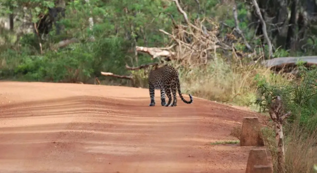 LLT Tourist Inn and Safari Jeep, Rezervați Hotel Pahala Maragahawewa Puttalam District