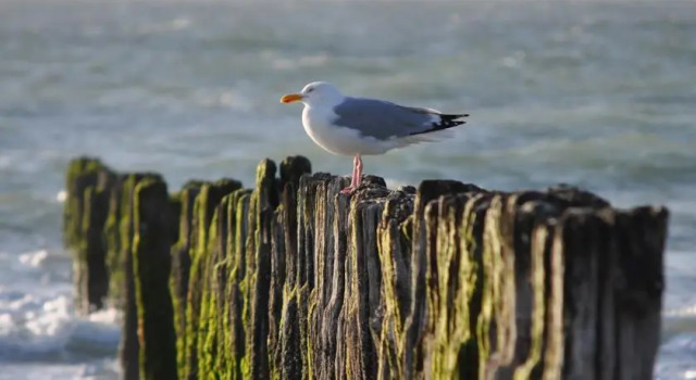 Ancre de Mer, Забронировать Вилла Сангатт Opal Coast