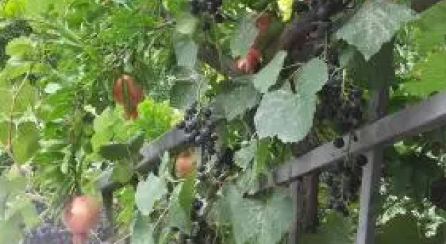 Summer Garden, Забронировать Гостевой дом Отели Тбилиси с бассейном, Бассейн