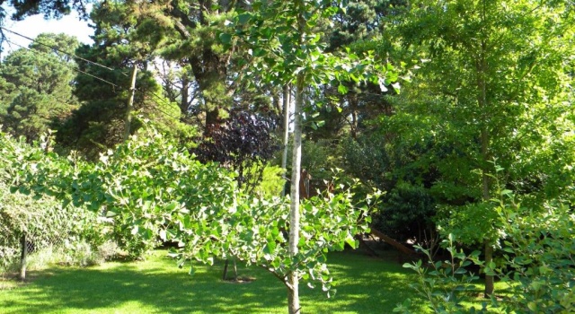 Коттедж Casa los Tilos