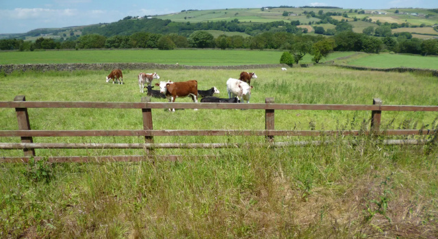 Номер Standard Padley Farm