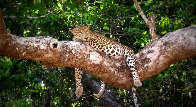 Mahoora Tented Safari Camp - Wilpattu