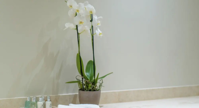 Люкс Deluxe Argostoli Essence Suites