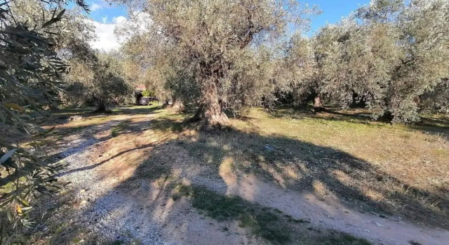 Коттедж Κτήμα Παπαδημητρίου, Papadimitriou retreat