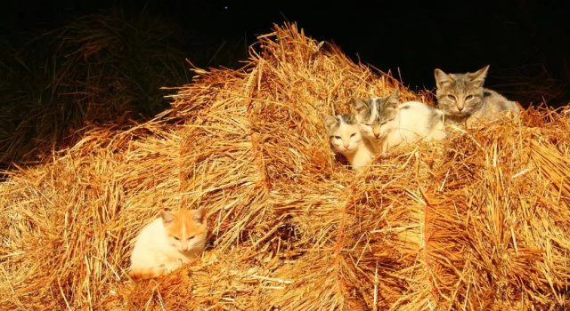 Коттедж Casa Da Rocha