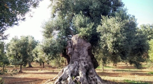 Stunning Quadruple Room in Ancient Masseria Near the sea in a Quiet Olive Trees