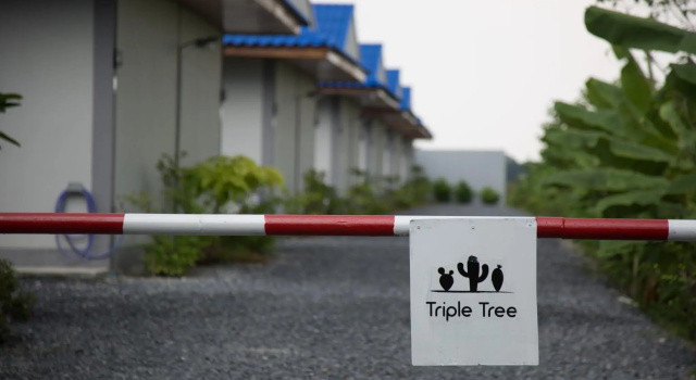 Номер Standard Triple Tree Resort