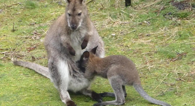 Кровать в общем номере Base Camp Tasmania