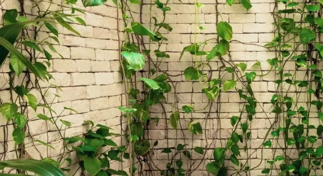 Вилла Jungle Keva Tulum Villa/Lodges & Venue