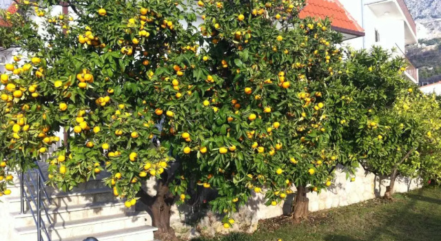 Вилла Villa OLD OLIVE, 3lovelyvillas