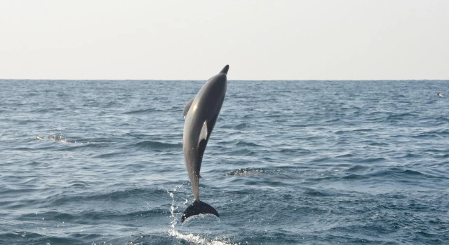 Ruwala Resort, Rezervasyon Tatil Köyü North Western Province Her Şey Dahil Oteller, Her Şey Dahil