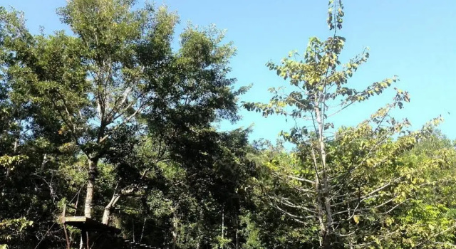 Camp Alfredo Adventure Resort, Varaa Lomakeskus Iloilo 
