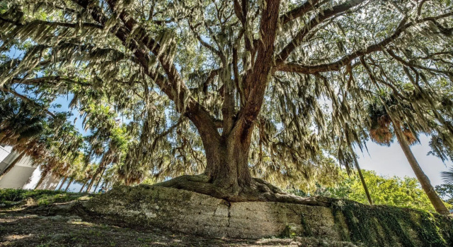 Oaks on the River
