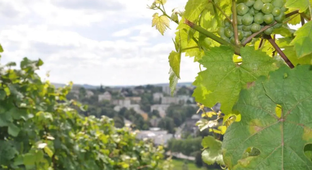 SCHROEDERS Wein-Style-Hotel