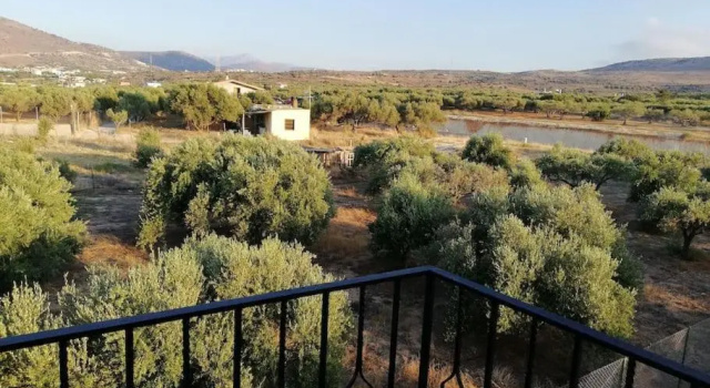 Olive grove with sea view, 20' walk to the beach