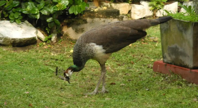 Top of the Hill Guesthouse, จอง โรงแรม Weligama Galle District